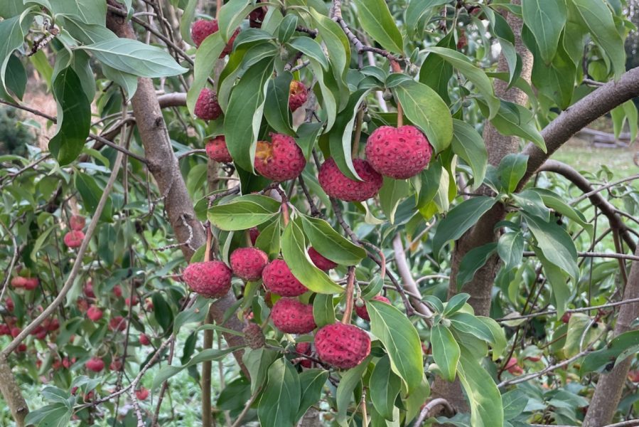 Fruiting dogwood tree in mid winter in The Holt garden